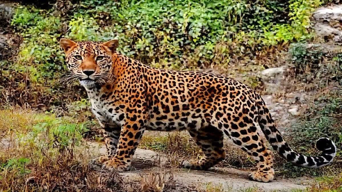 बागेश्वर में गुलदार का हमला, मवेशी चराने गई 48 वर्षीय महिला की मौत; मानव-वन्यजीव संघर्ष पर फिर उठे सवाल
