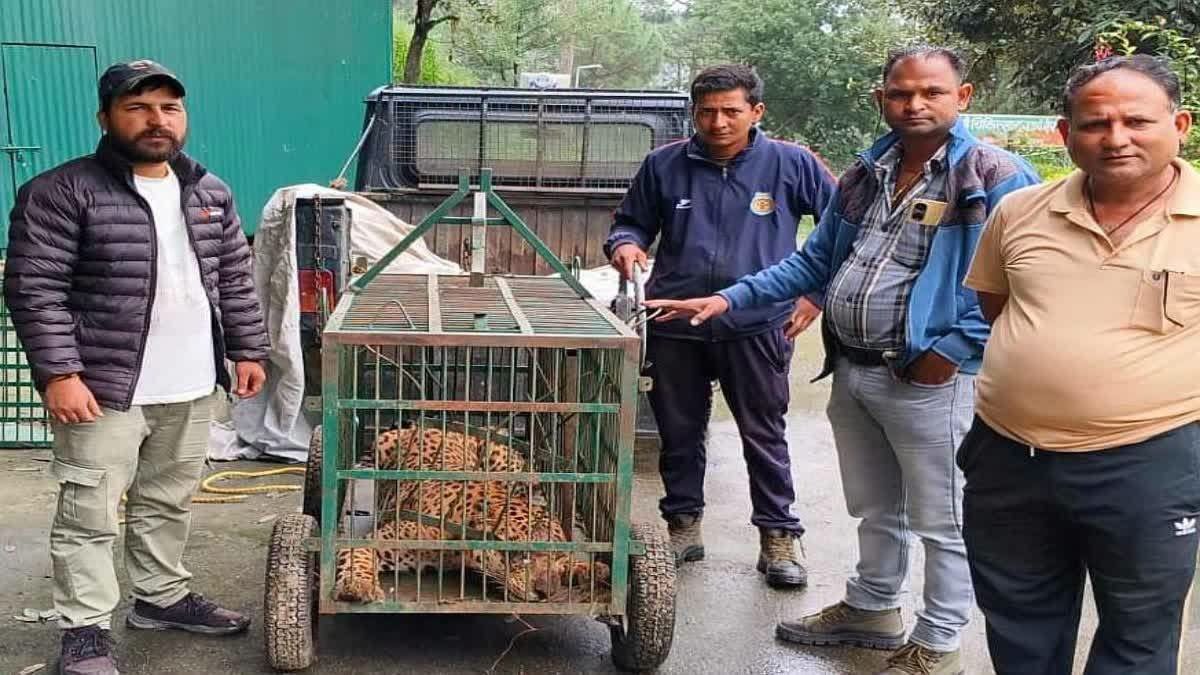 अल्मोड़ा में दहशत का पर्याय बना तेंदुआ पिंजरे में कैद, ग्रामीणों ने ली राहत की सांस